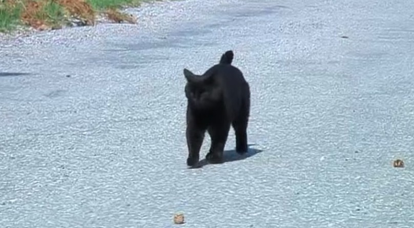 miaou