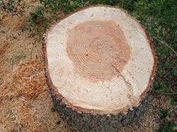 cernes arbre