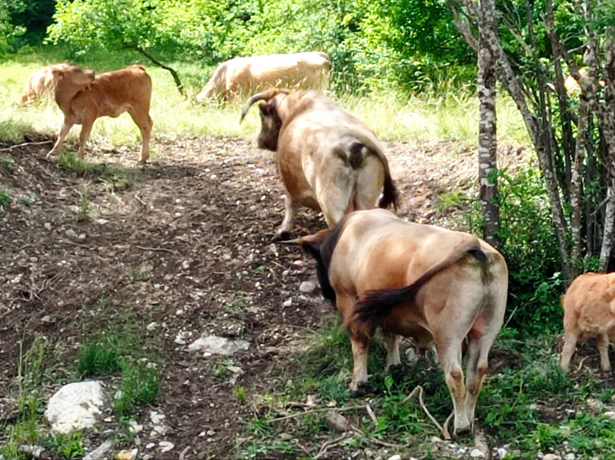 vaches